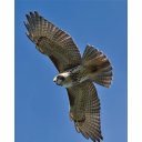 Educator Workshop: WILD about Raptors